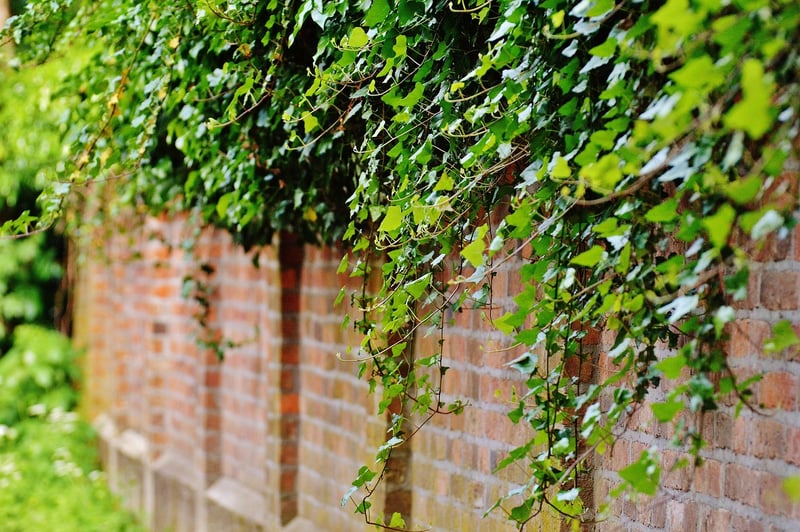 Trellis and Arbors